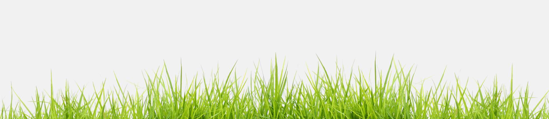 kimnong-background-section-02