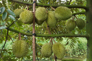 Nugro 8-8-7 lớn trái