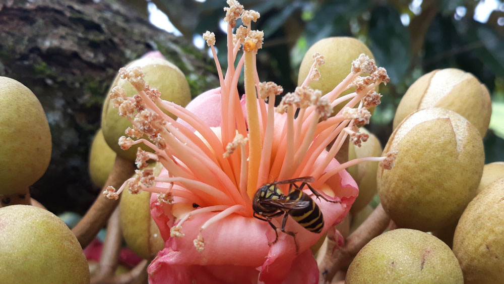 Ong thụ phấn cho hoa sầu riêng