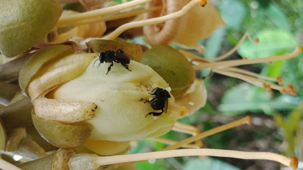 Ong thụ phấn cho sầu riêng