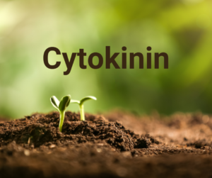 Cytokinin