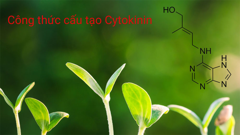 Công thức cấu tạo hóa học của cytokinin