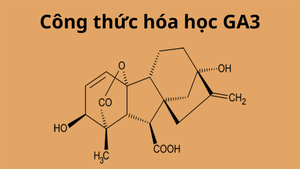 Công thức cấu tạo hóa học của GA3