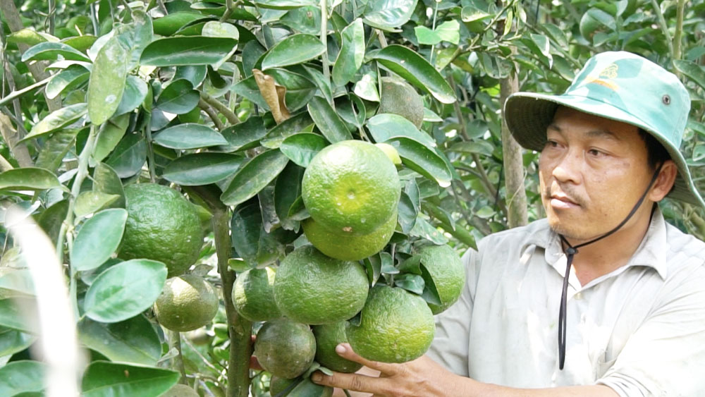 Anh Trần Văn Tuấn Tú, nông dân trồng cam sành ở xã Thới Hòa, huyện Trà Ôn, tỉnh Vĩnh Long bán cam sành với giá 2.000 đồng/kg.