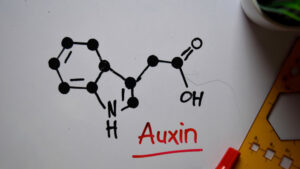 chất kích thích sinh trưởng auxin