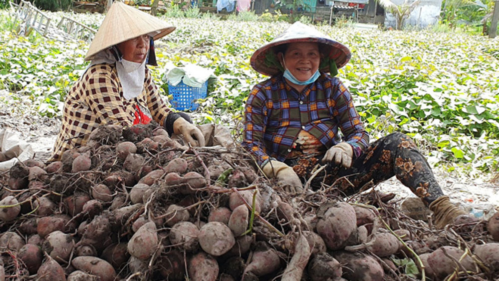 Nông dân huyện Bình Tân thu hoạch khoai lang