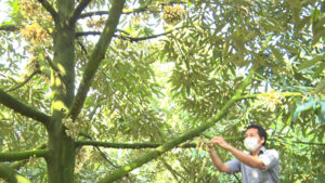 Anh Nguyễn Thanh Vân chăm sóc những cây sầu riêng đang ra hoa trái vụ. Mô hình trồng sầu riêng cho ra trái nghịch vụ của anh Vân tại ấp Thanh Hiệp, xã Thanh Hòa, TX Cai Lậy, tỉnh Tiền Giang.