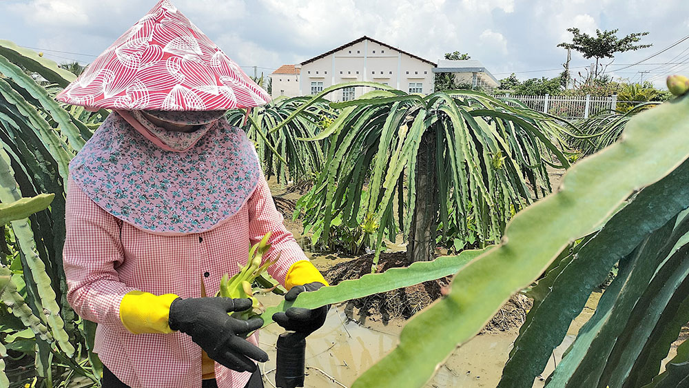 Tỉnh Tiền Giang có diện tích trồng cây ăn trái lớn nhất ĐBSCL với trên 82.000ha. Ảnh: Minh Đảm.