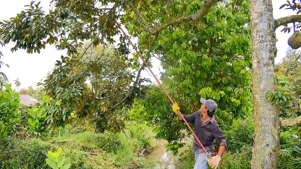 Năm nay, tỉnh Tiền Giang dự kiến có trên 25.800ha cây ăn trái được cấp mã số vùng trồng. Ảnh: Minh Đảm.
